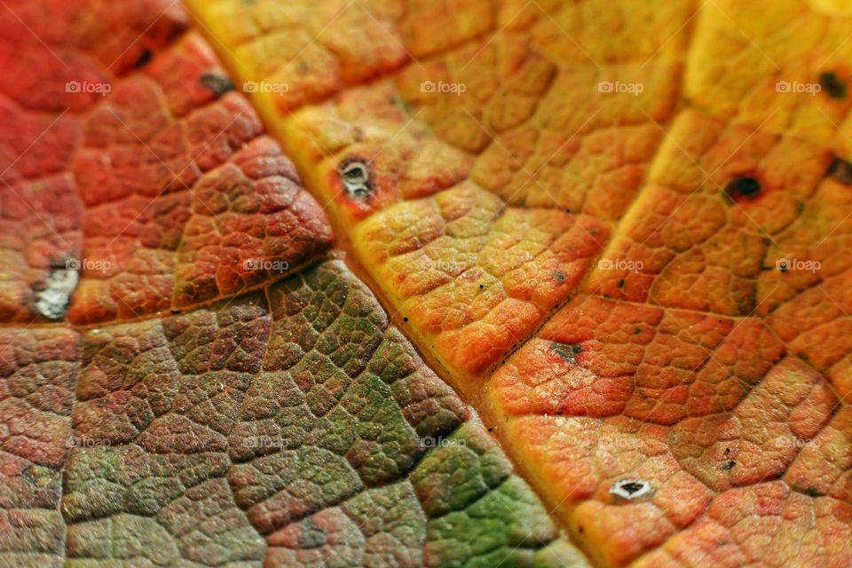 macro photo of autumn colorful leaves of trees. from red and brown to delto green leaf patterns.