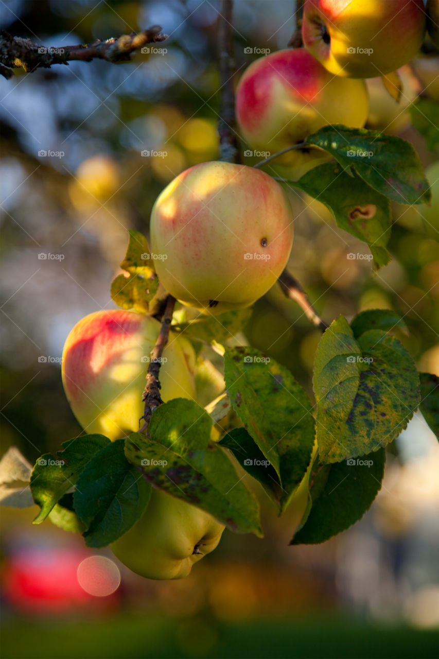 Close-up of apple