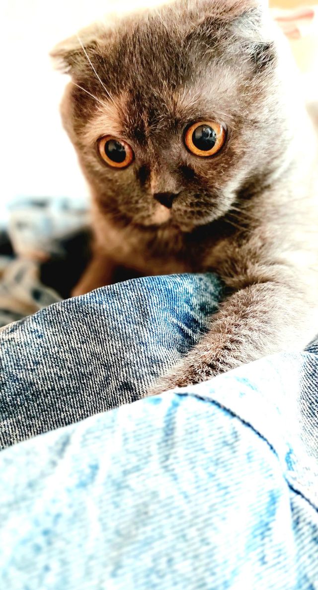 cat eyes
