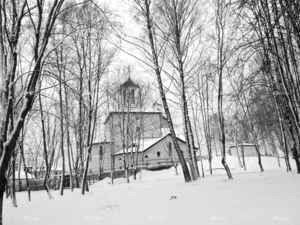 Winter, Snow, Tree, Wood, Weather