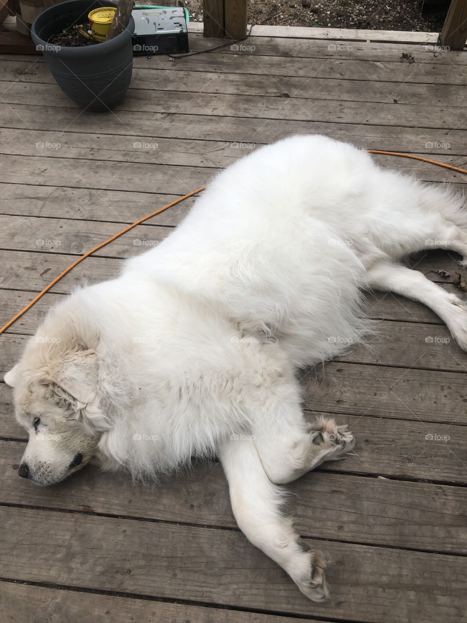 Great Pyrenees lazy dog days of summer super fluffy 