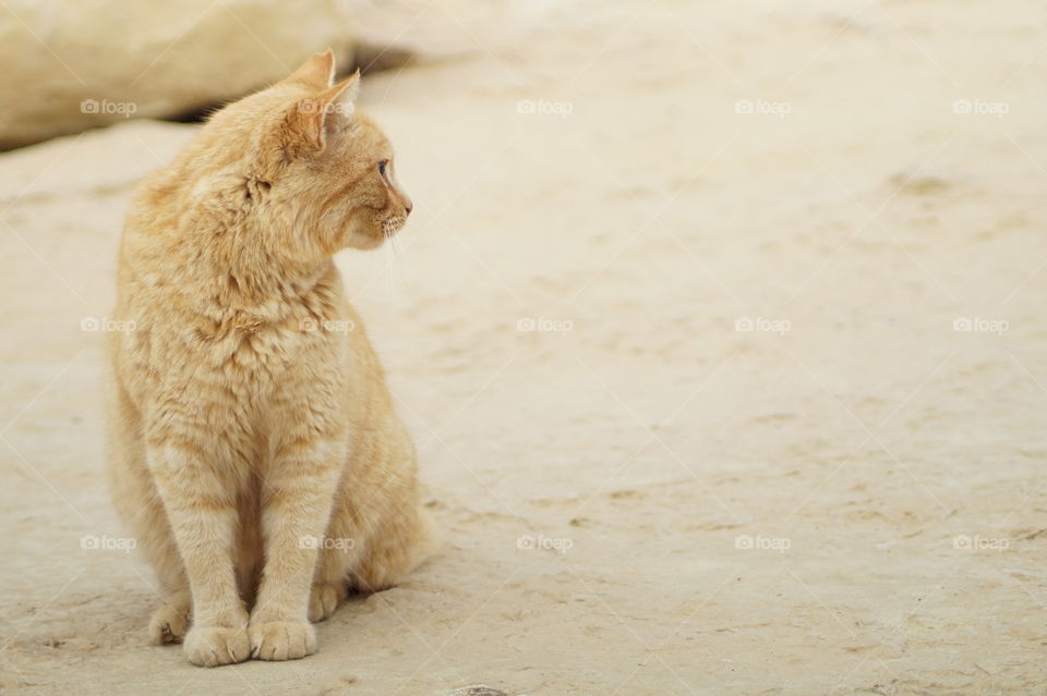 cute cat at the beach in mallorca/spain