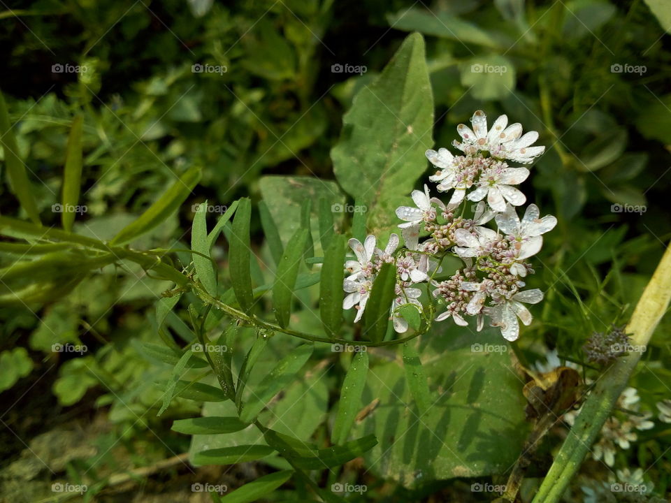Coriander Flower