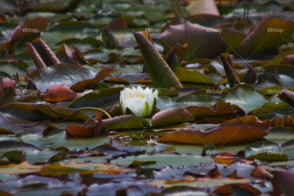 Water lily in lake