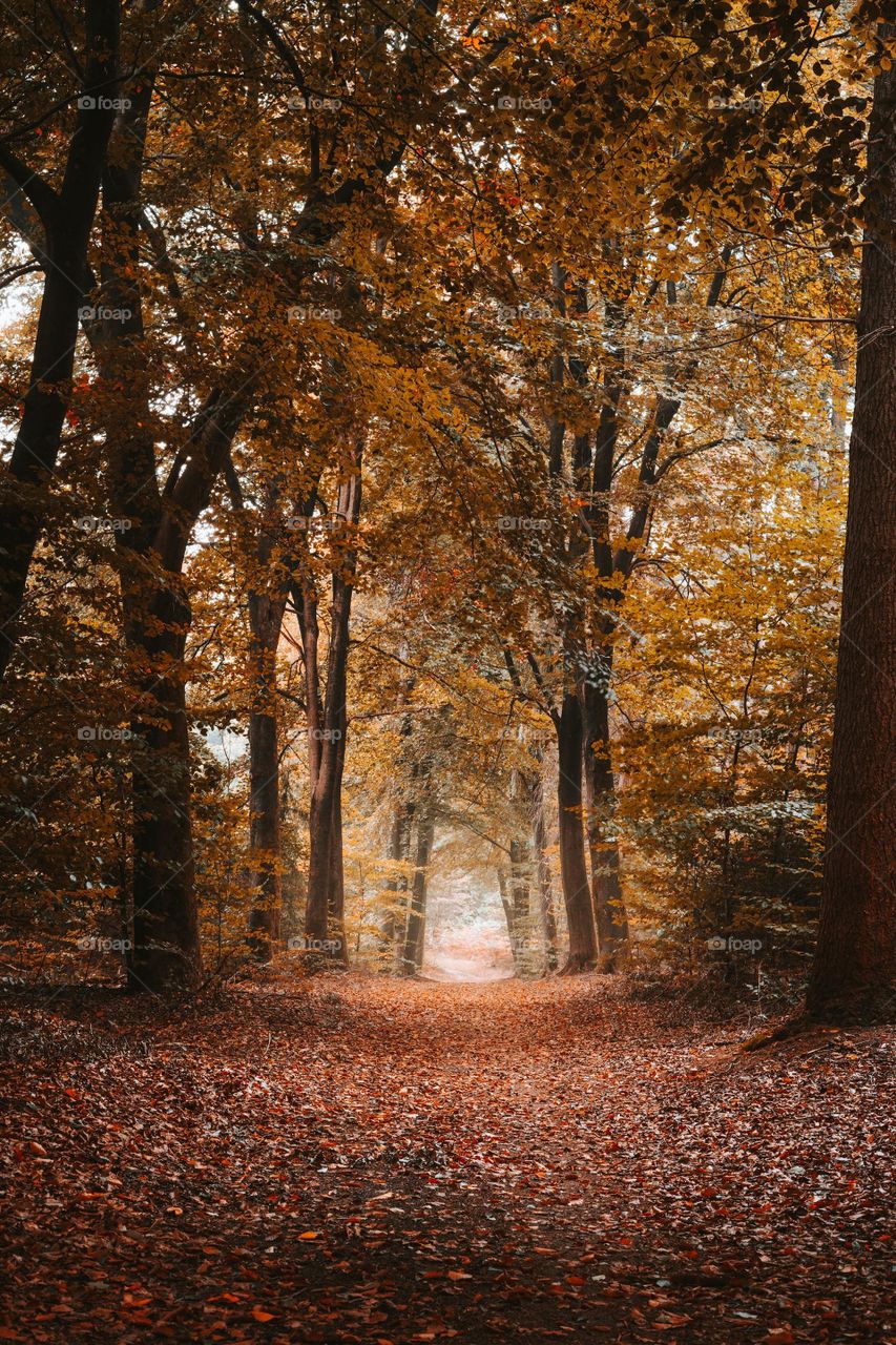 This photo help you to know about africa forestry.A reserve conservation for animals.africa forest is different from other world continental forestry because ancient ritual are performed in the forest.