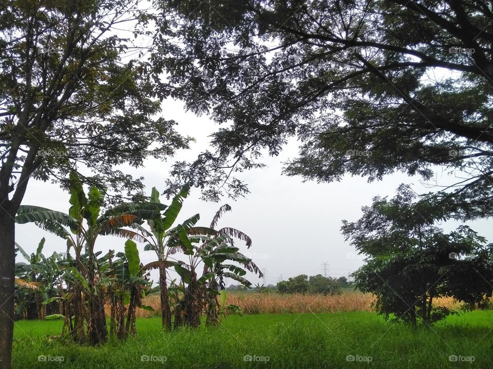 Tree and plant on the field