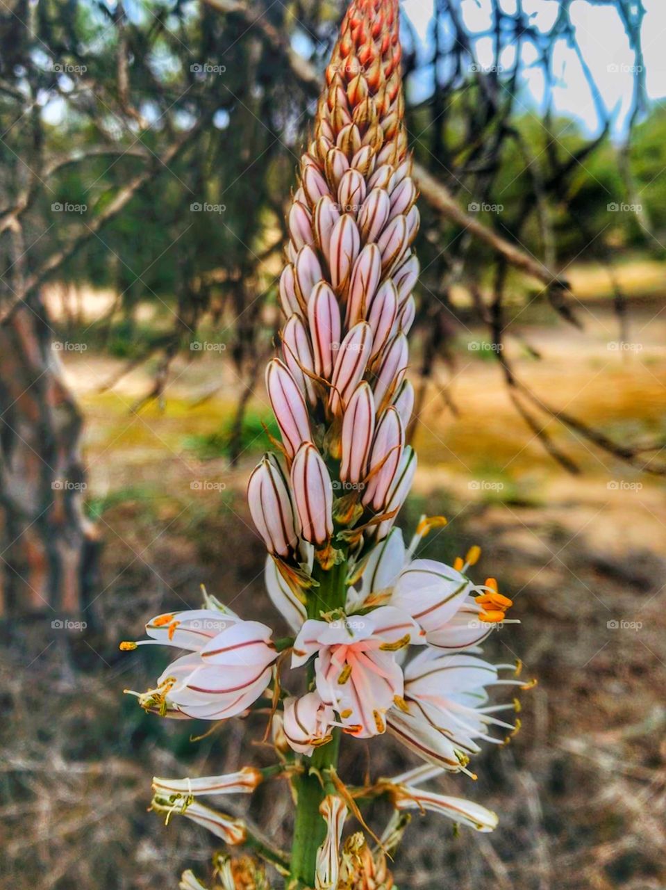 Guardamar del Segura 