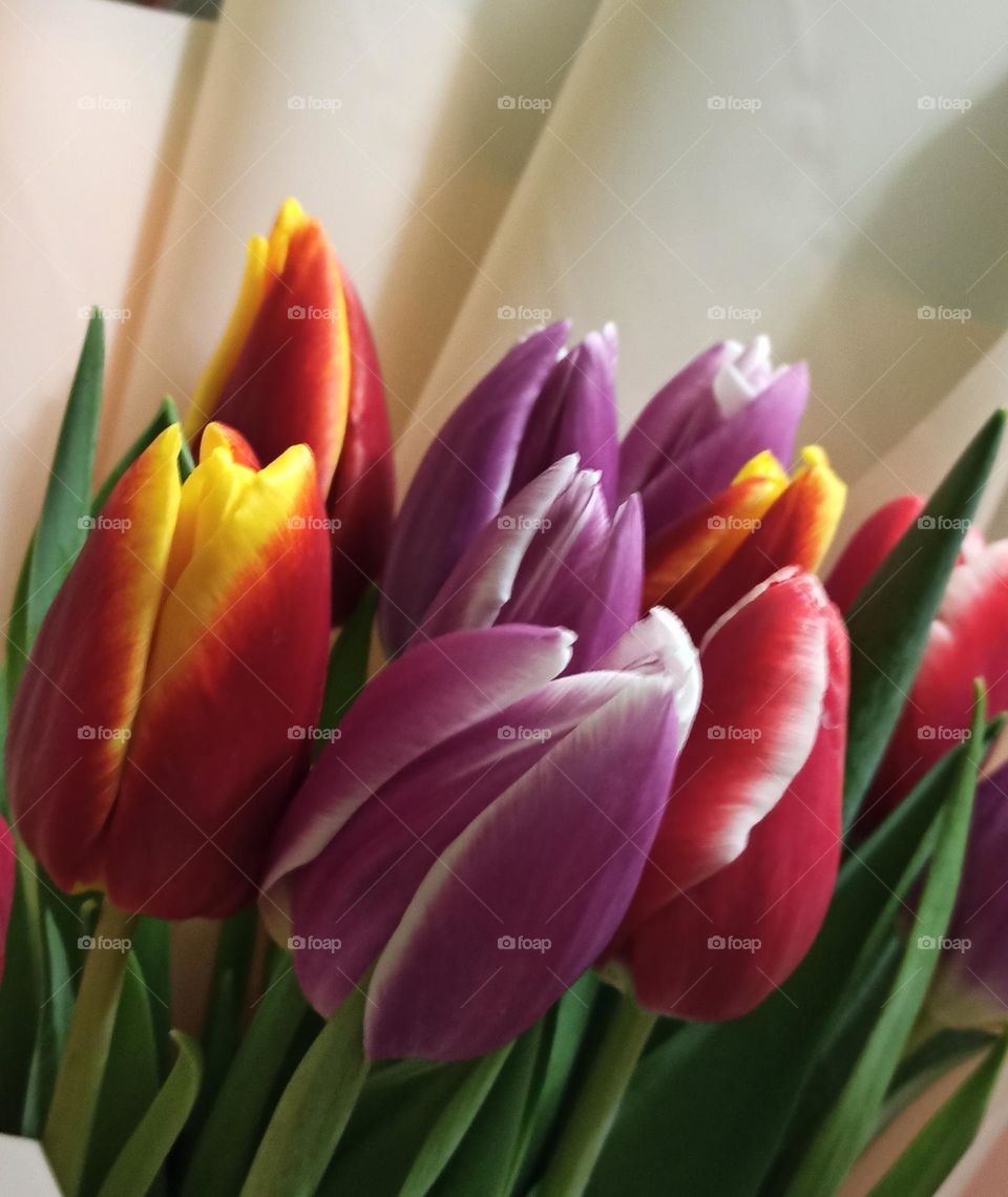 Tulips, Multicolored tulips, Flowers, Color, multicolor