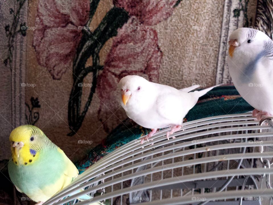 three budgies