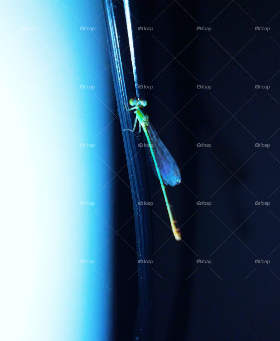 This little dragonfly has been lingering inside the house for two days.