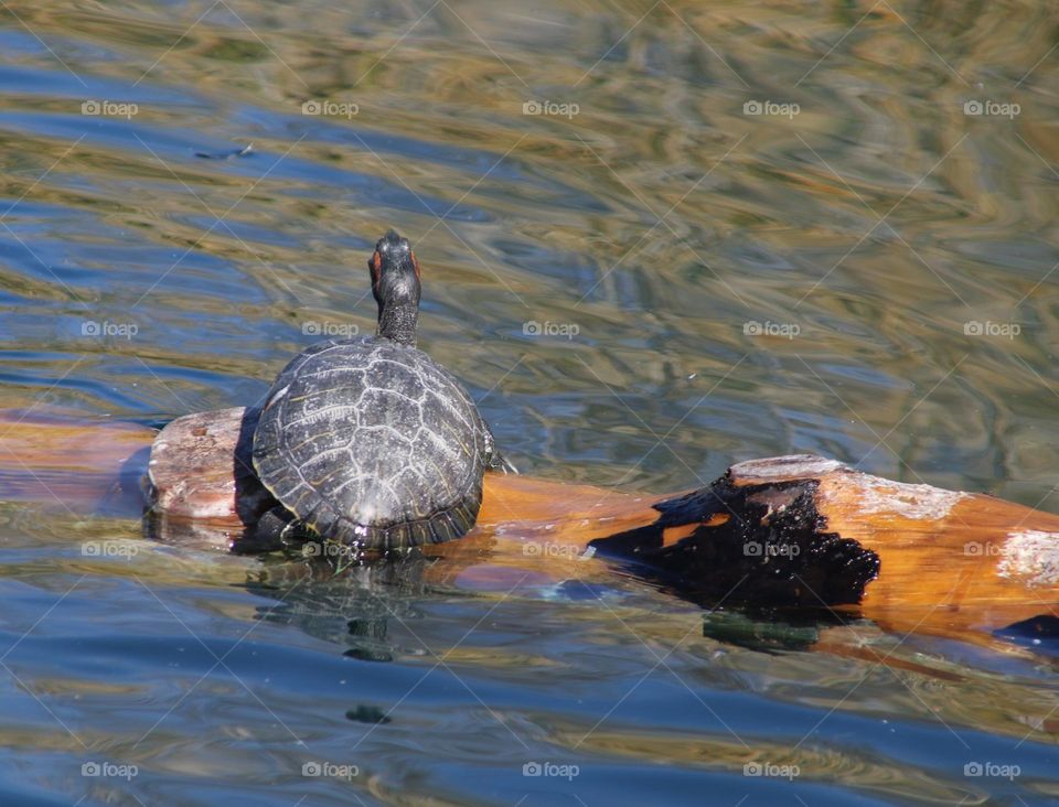 Turtle Sitting on a Log