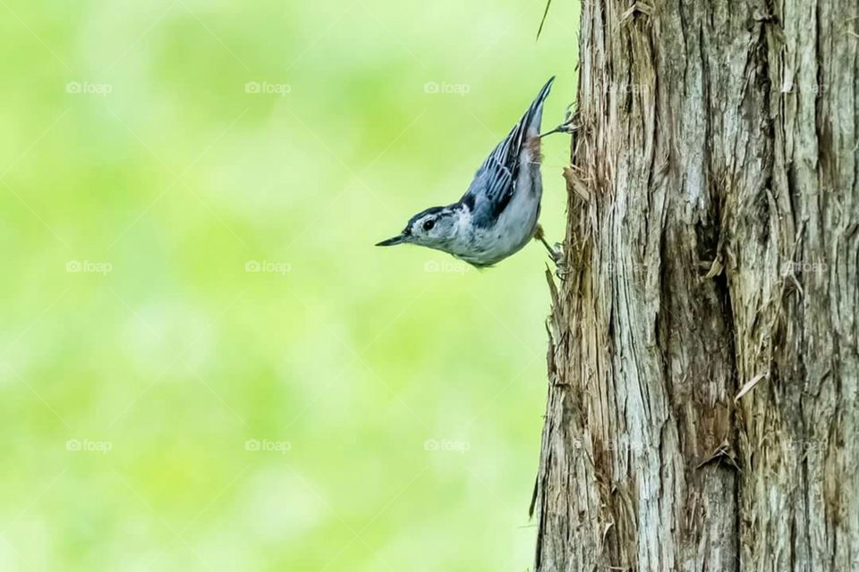 Nuthatch bird on cedar tree