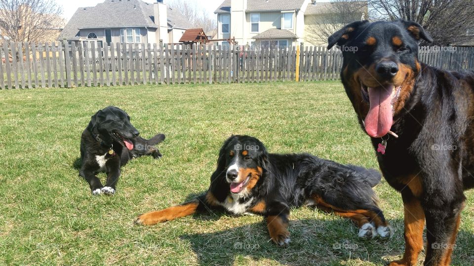 The Gang. My 3 dogs hanging out in the back yard.