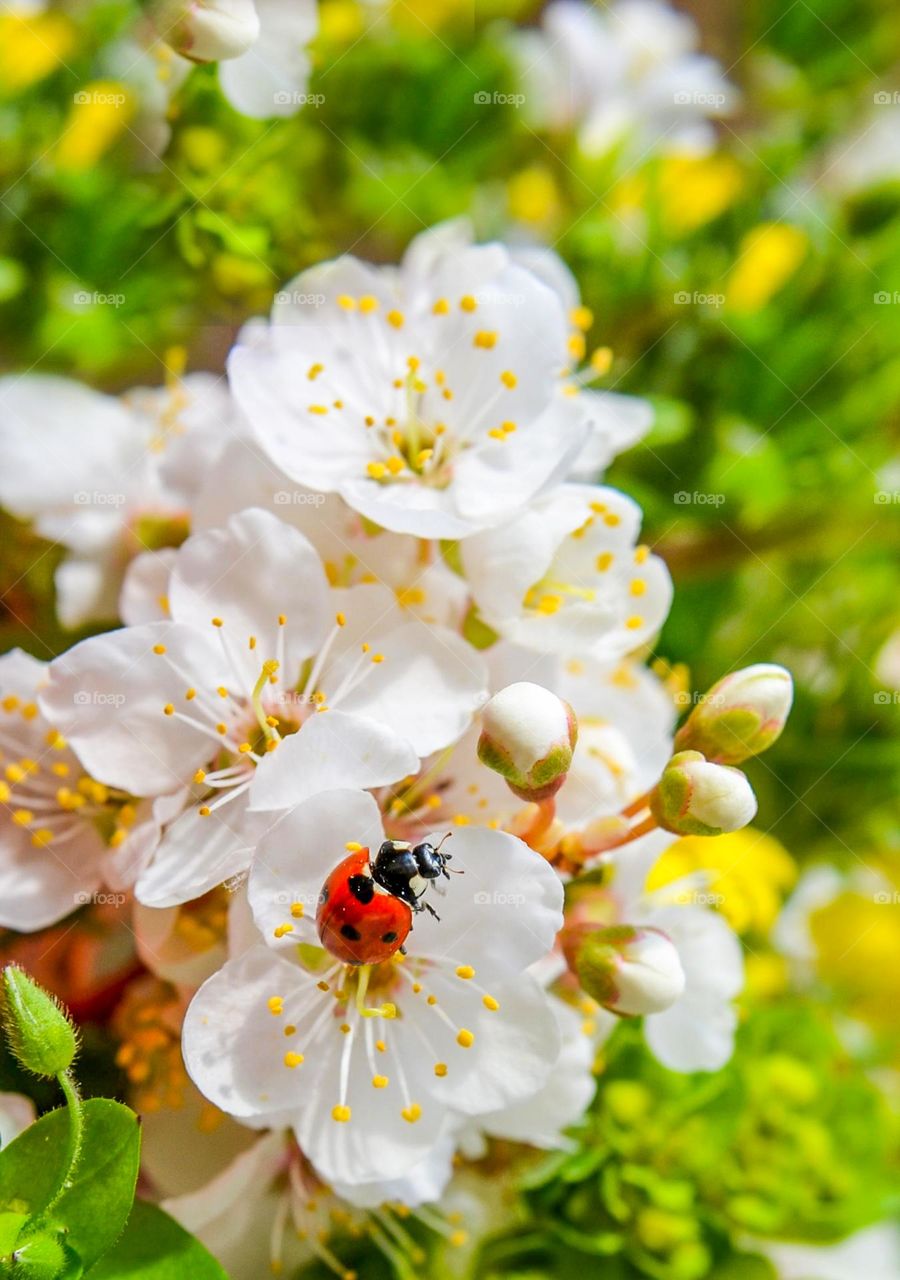 Ladybug