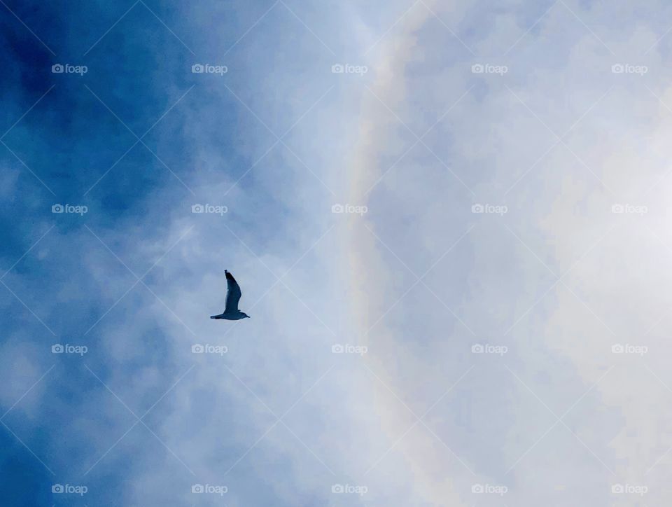 Seagull silhouette against blue sky and sun halo 