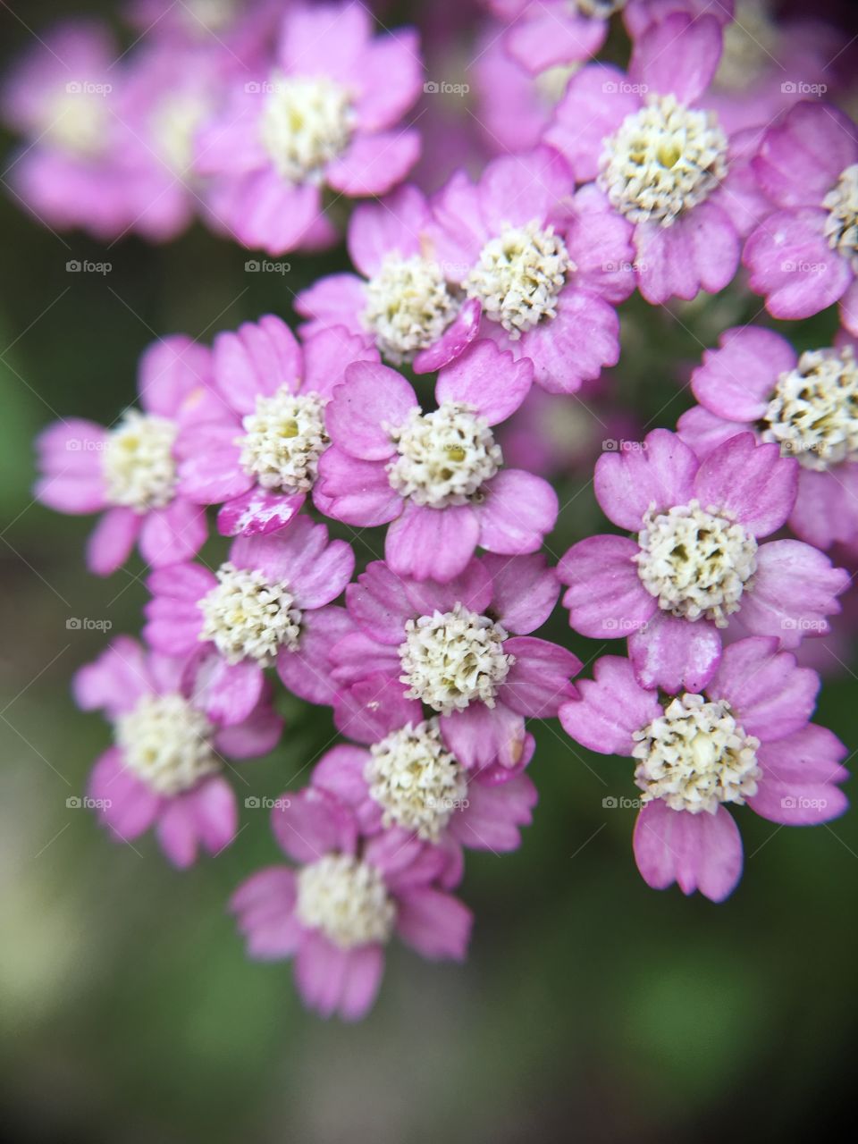 Tiny flower cluster