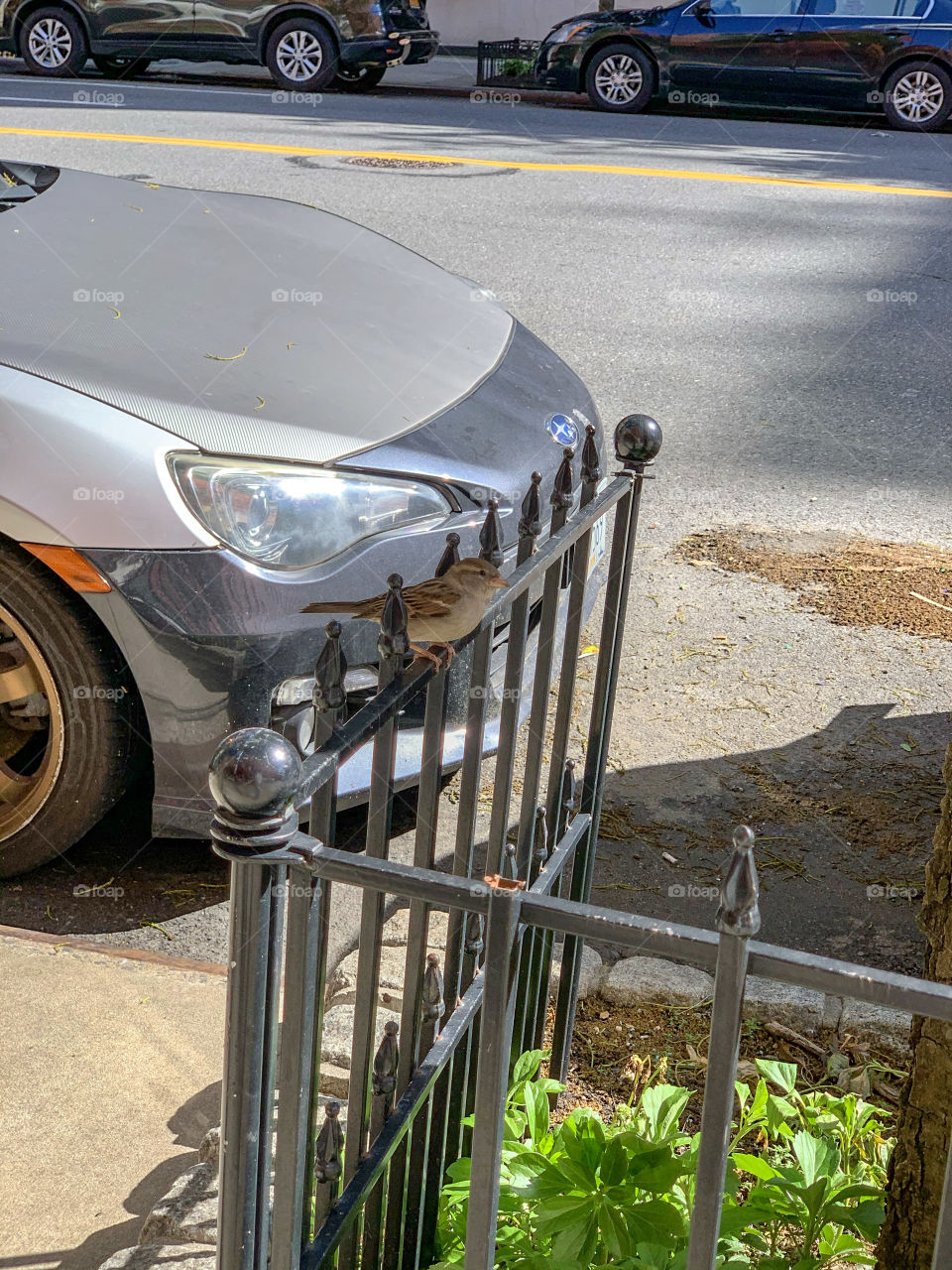 Sparrow on the fence 