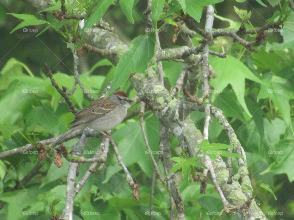 Nature, Tree, Wildlife, Bird, Wild