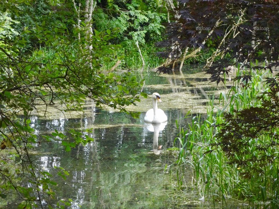 Swan swimming