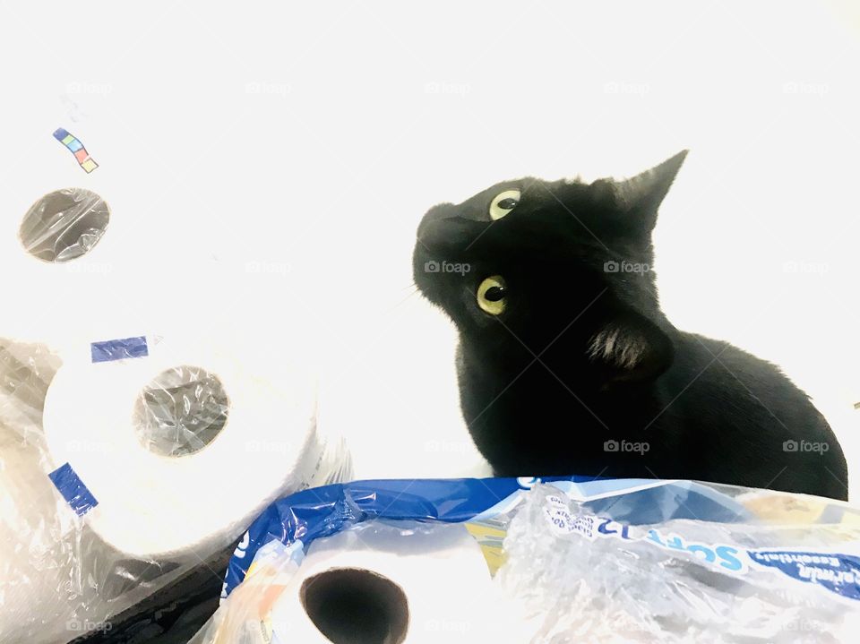 Silly photo of adorable black kitty looking up from behind the toilet paper rolls! 
