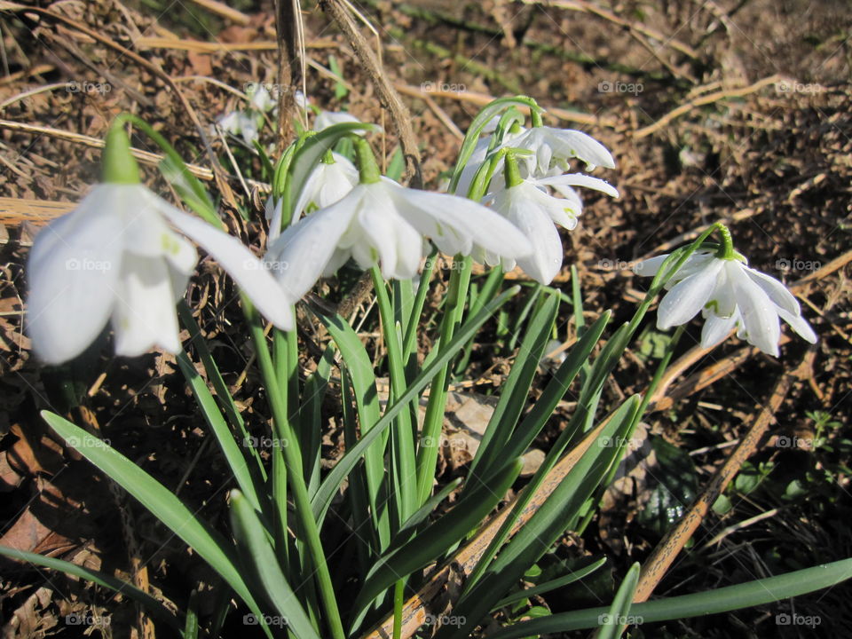 Snow Drop Flowers