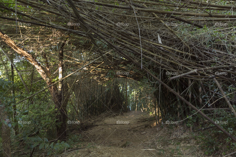 Bamboo tunnel.