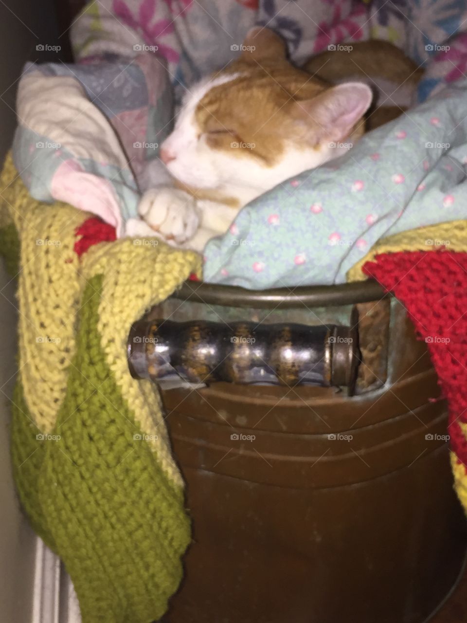 Cat in an old fashioned tub. Cat in a tub on a quilt 