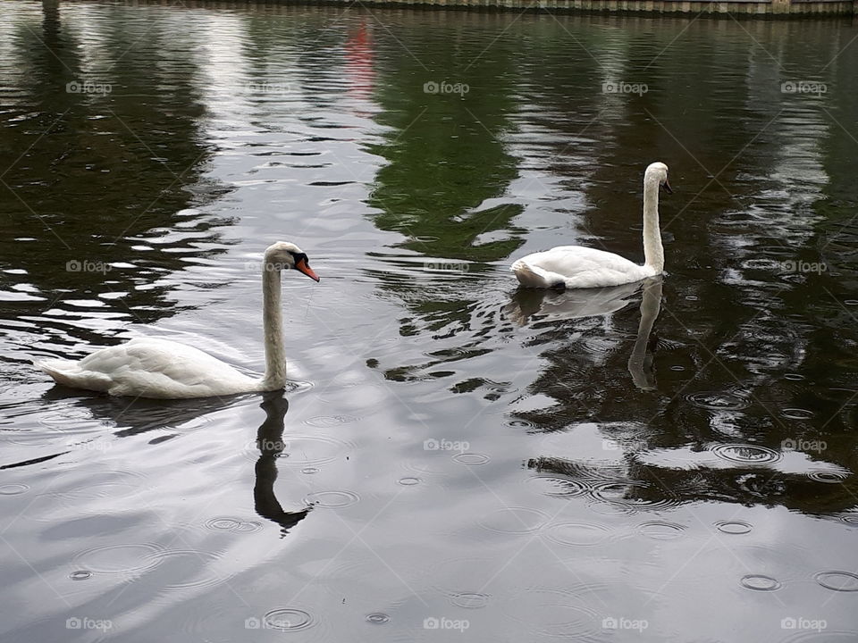 Swans On A River