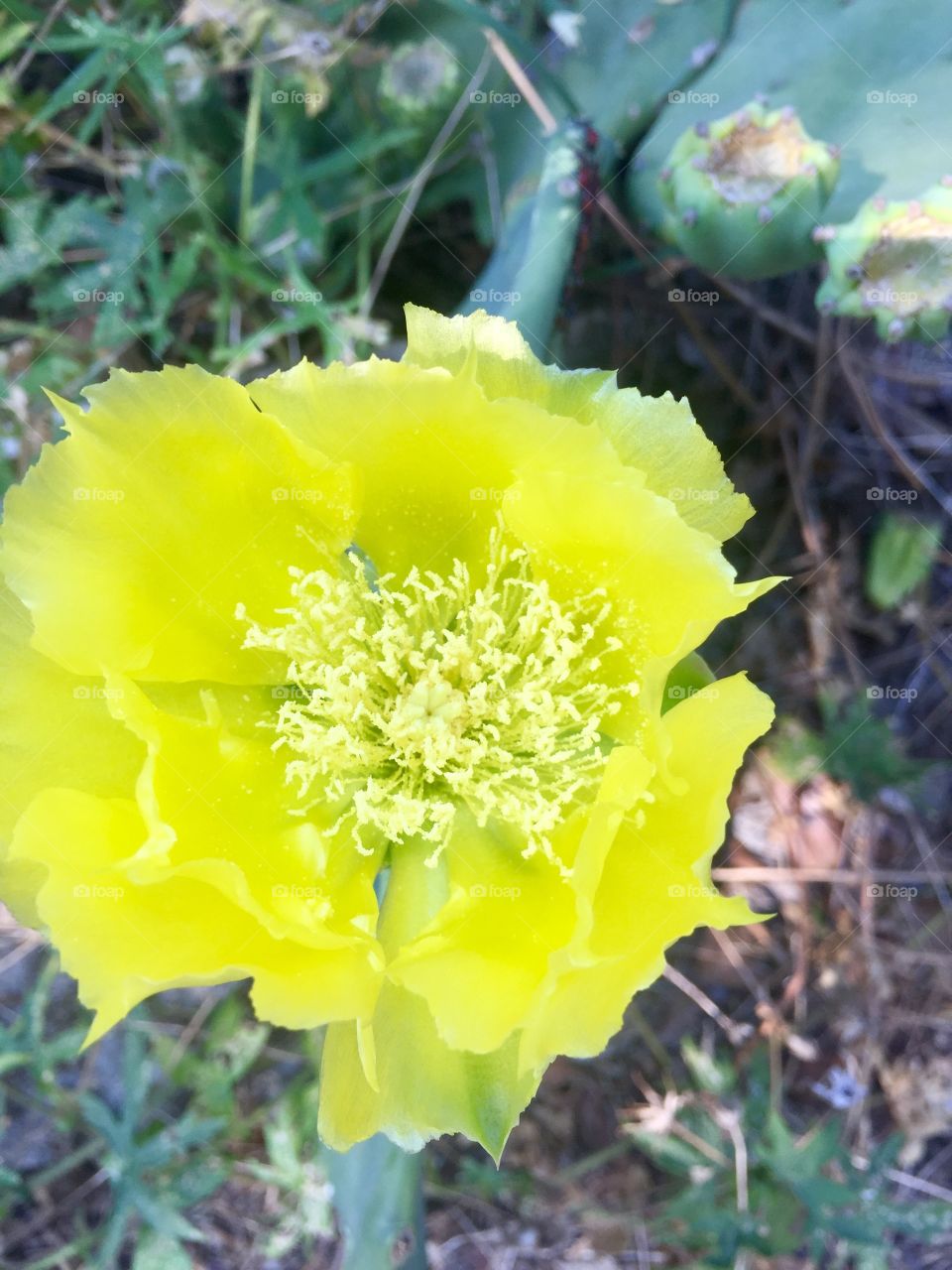Cacti flower