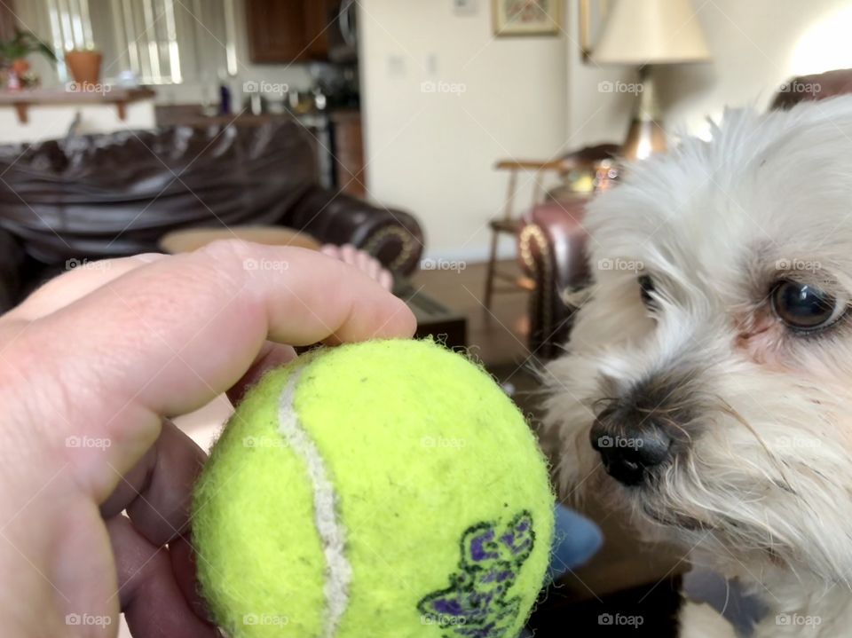 Holding Oreo’s tennis ball for photograph before throwing for game of fetch.