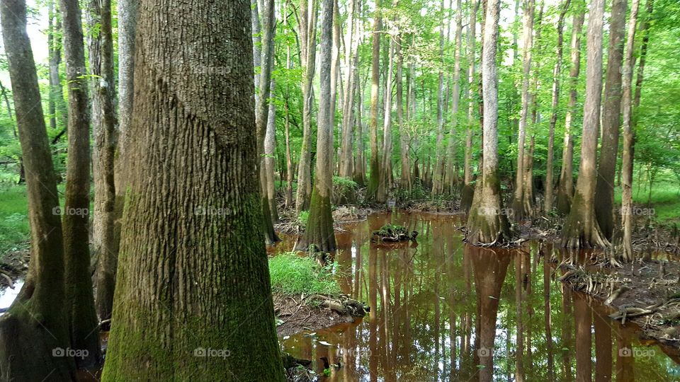 Congaree National Forest- A trip through the swamps of Congaree. Without the bugs.