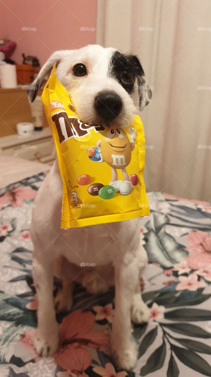 Funny Parson Russell Terrier