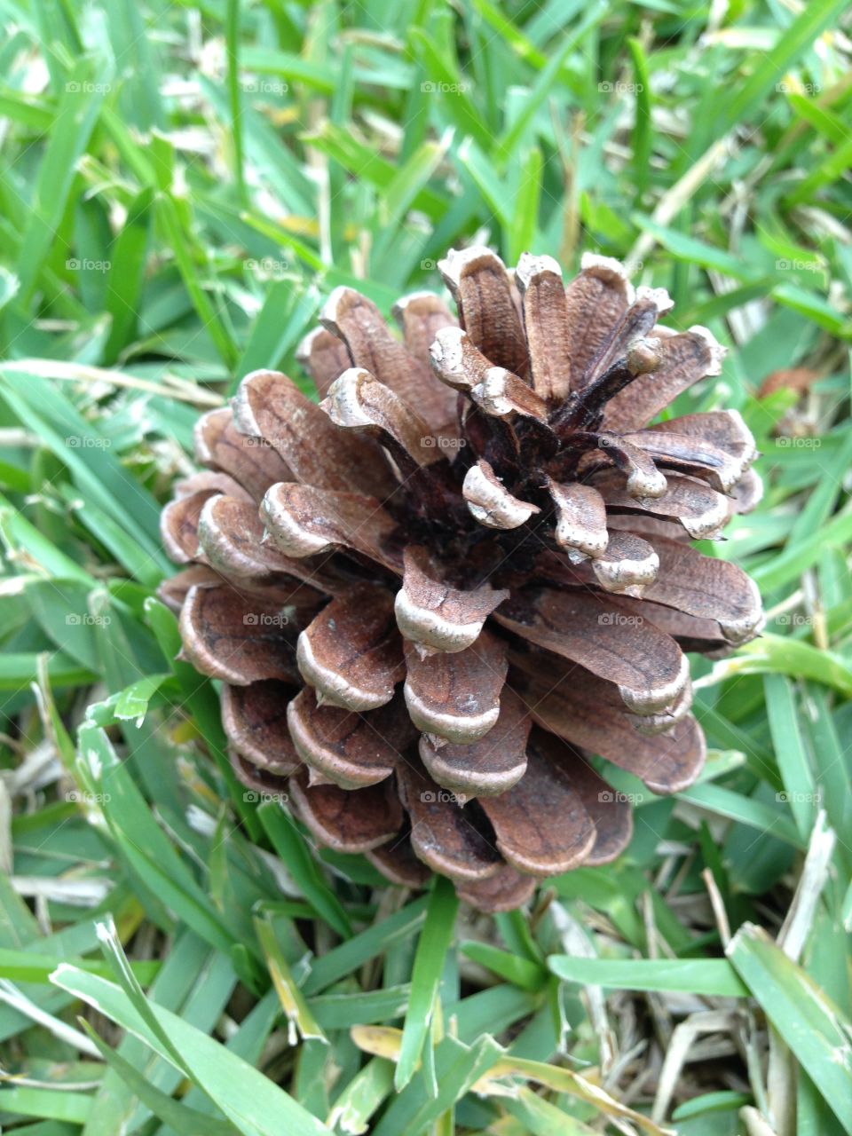 Pinecone
