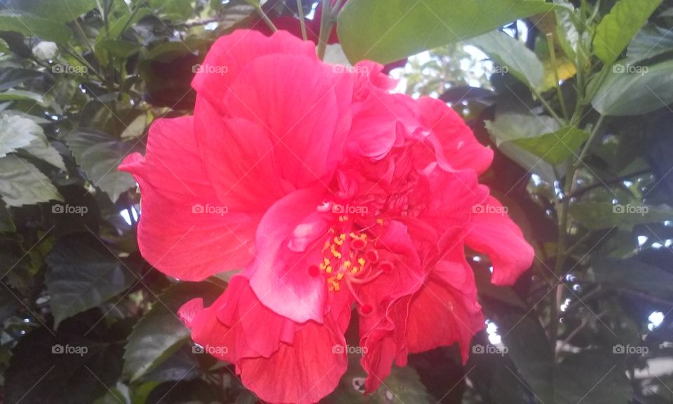 Red Hibiscus Flower 1