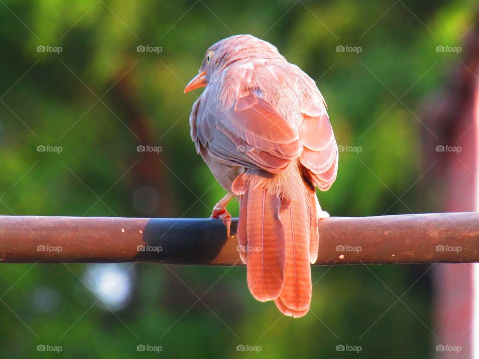Jungle babbler bird or (Turdoides striata) or beautiful seven sisters or angry bird