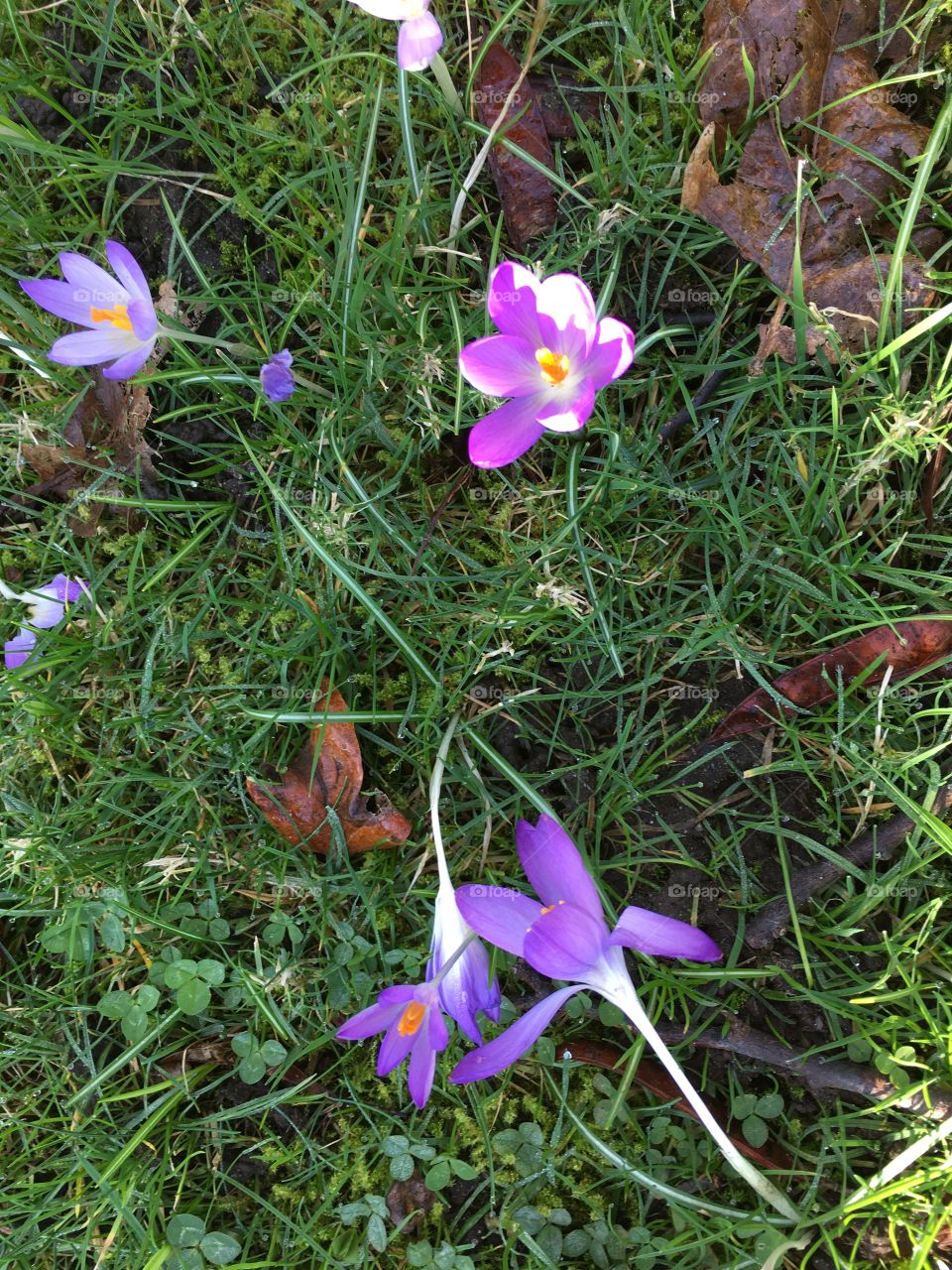 Scattered flowers on the grass