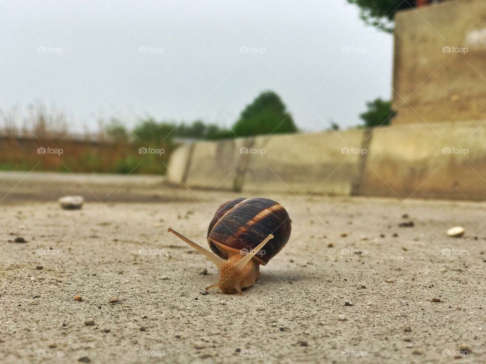 Snail 