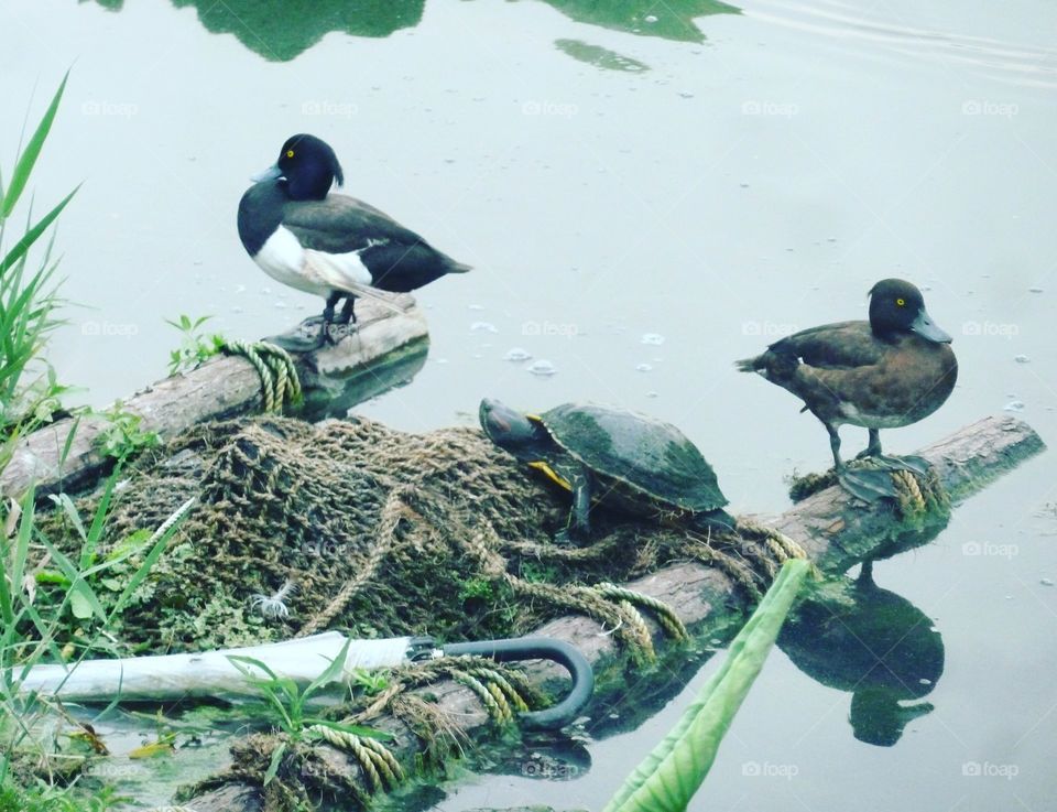 turtle and ducks