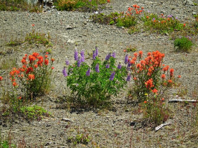 flowers
