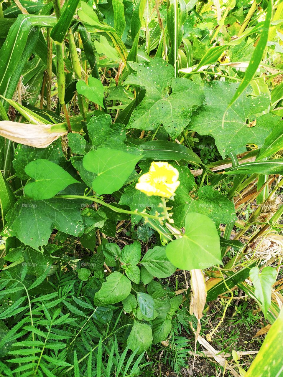 Yellow glow of the sun falls on green leaves and creates wonder