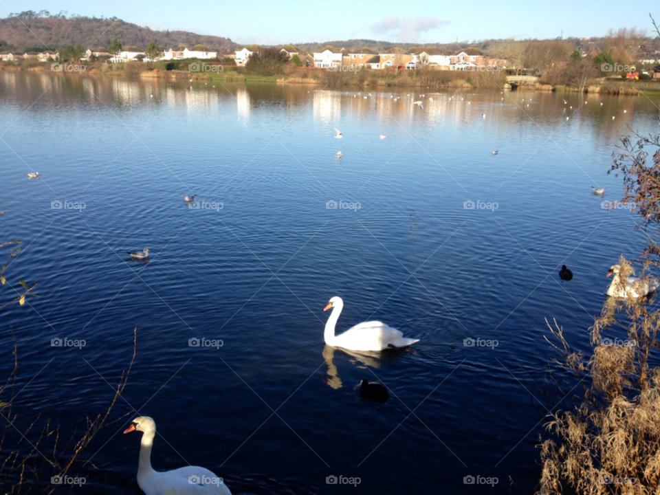 Water, Lake, No Person, Reflection, Swan