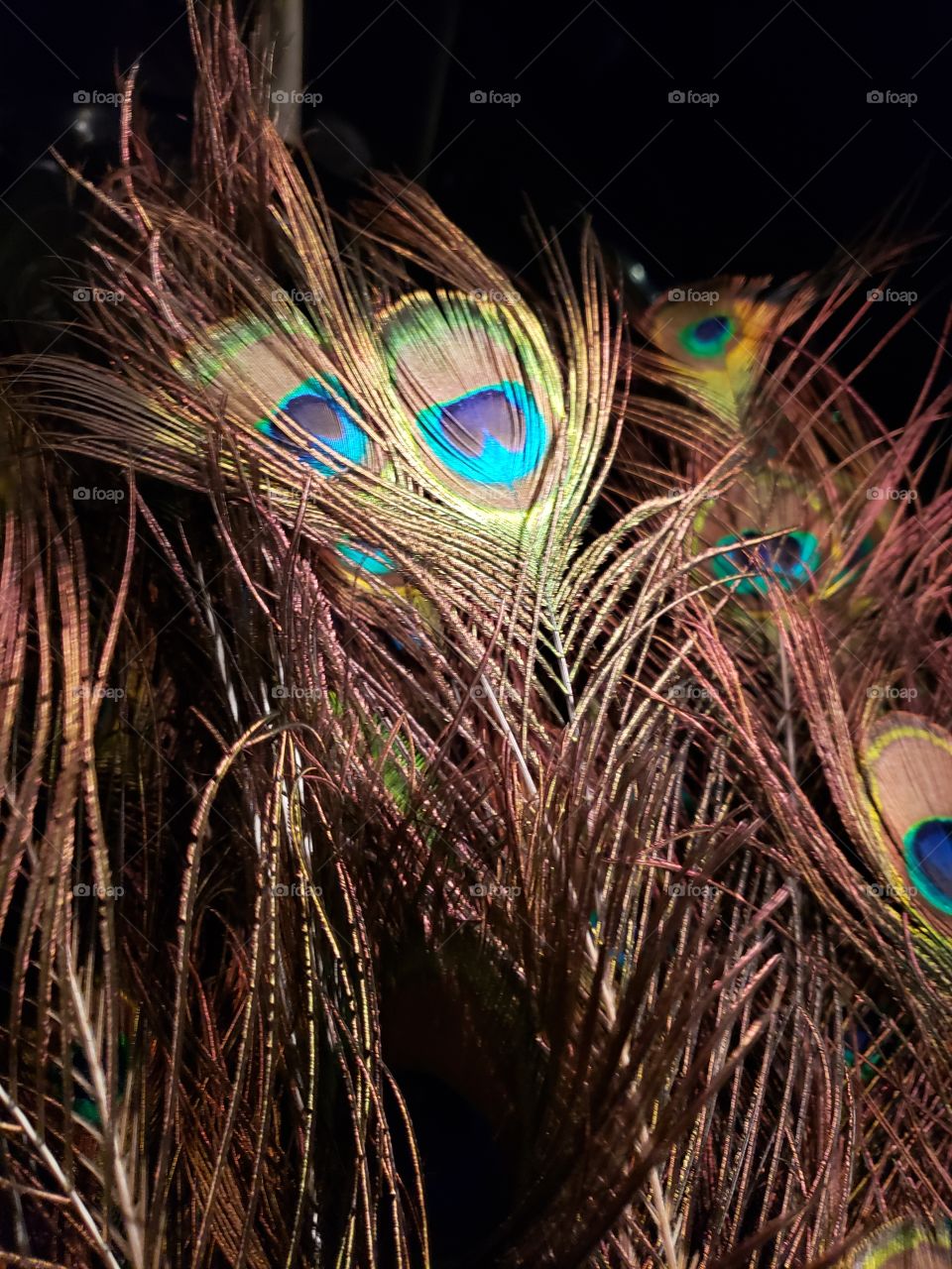 peacock feathers