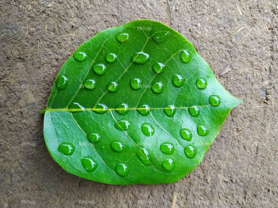 Water drop on leaf isolated on Gray background macro