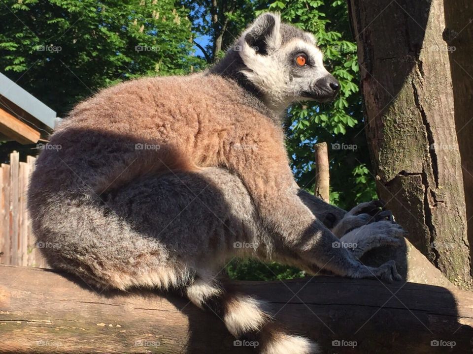 Lemur 