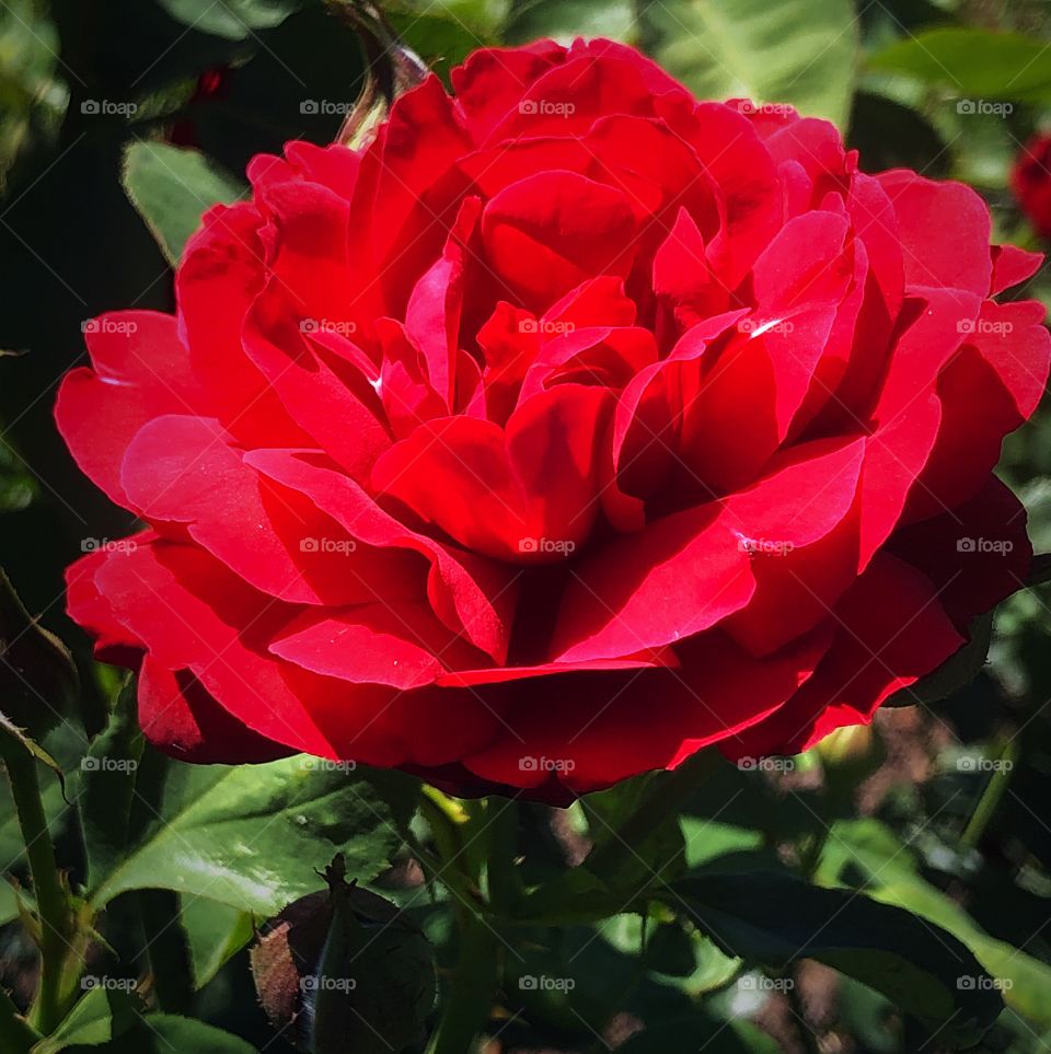Red summer rose