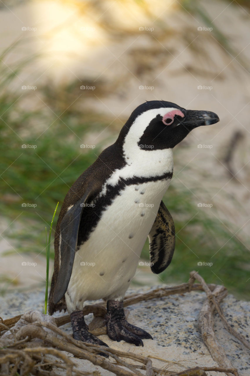 African Penguin 