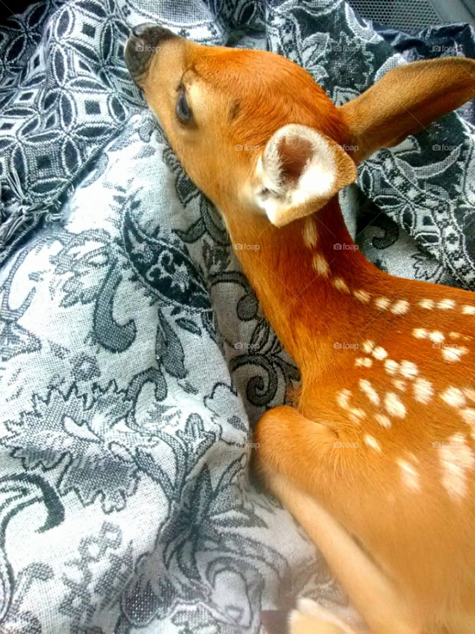 Rescued baby Deer
