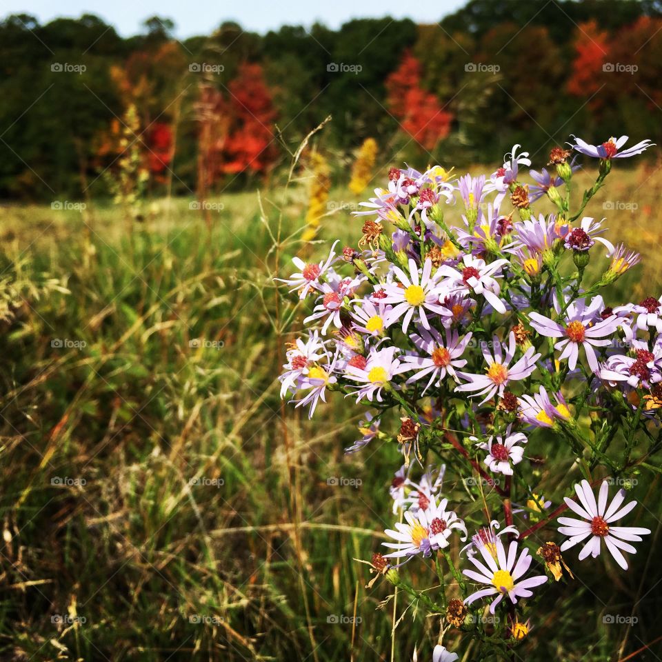 Flowers and fall color 