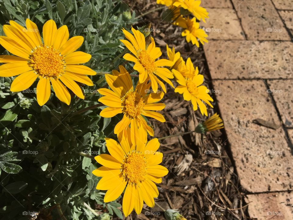 Yellow flowers on the street.