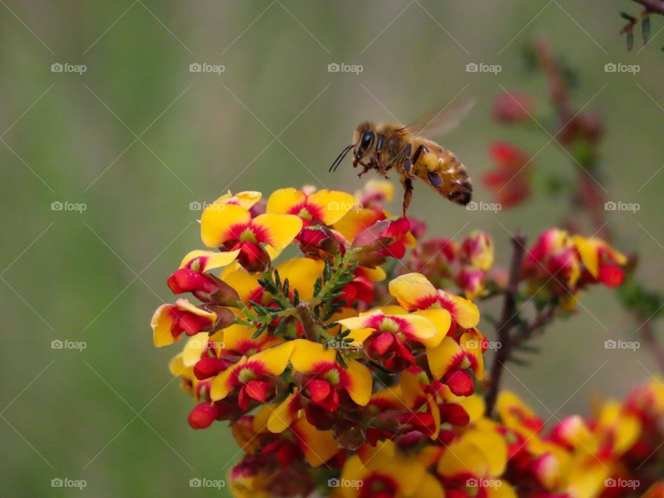 Bee collecting pollen 🐝